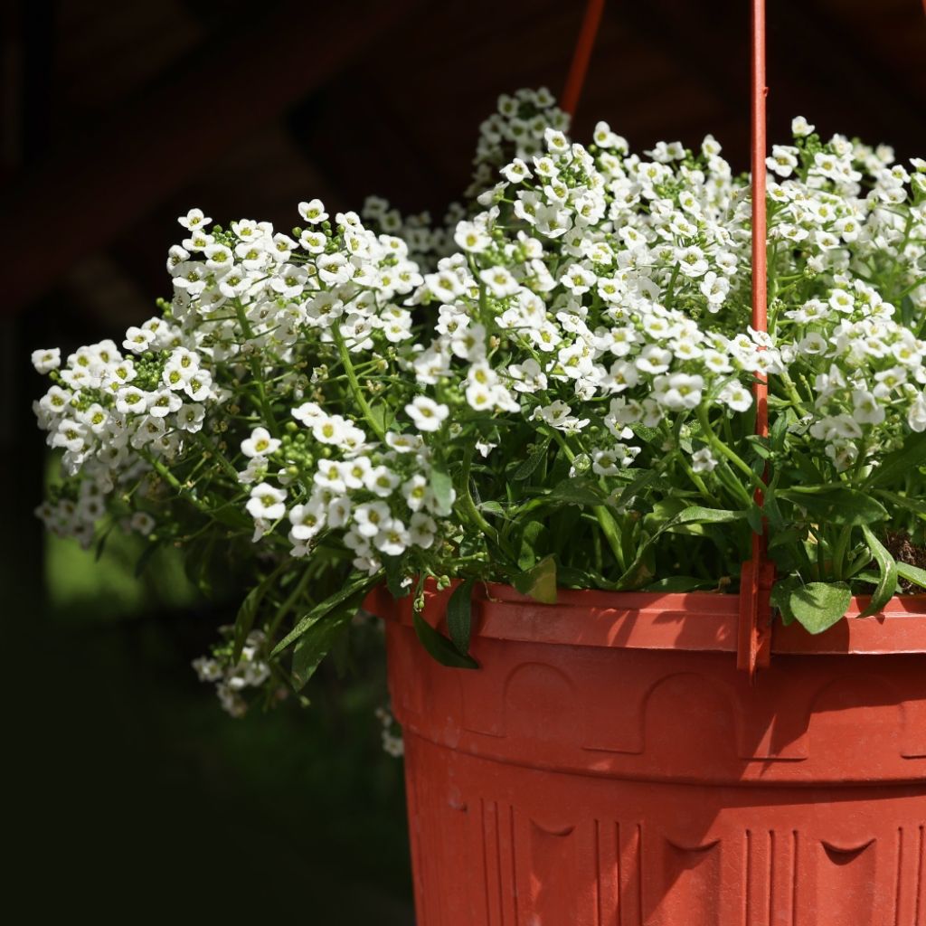Lobularia Snow Princess - Alysse odorant