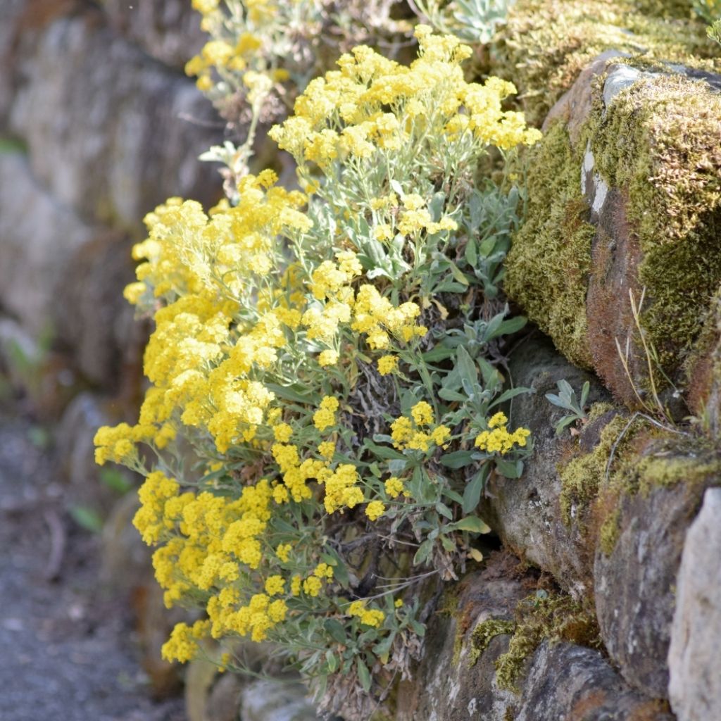 Alyssum argenteum - Alysson argenté