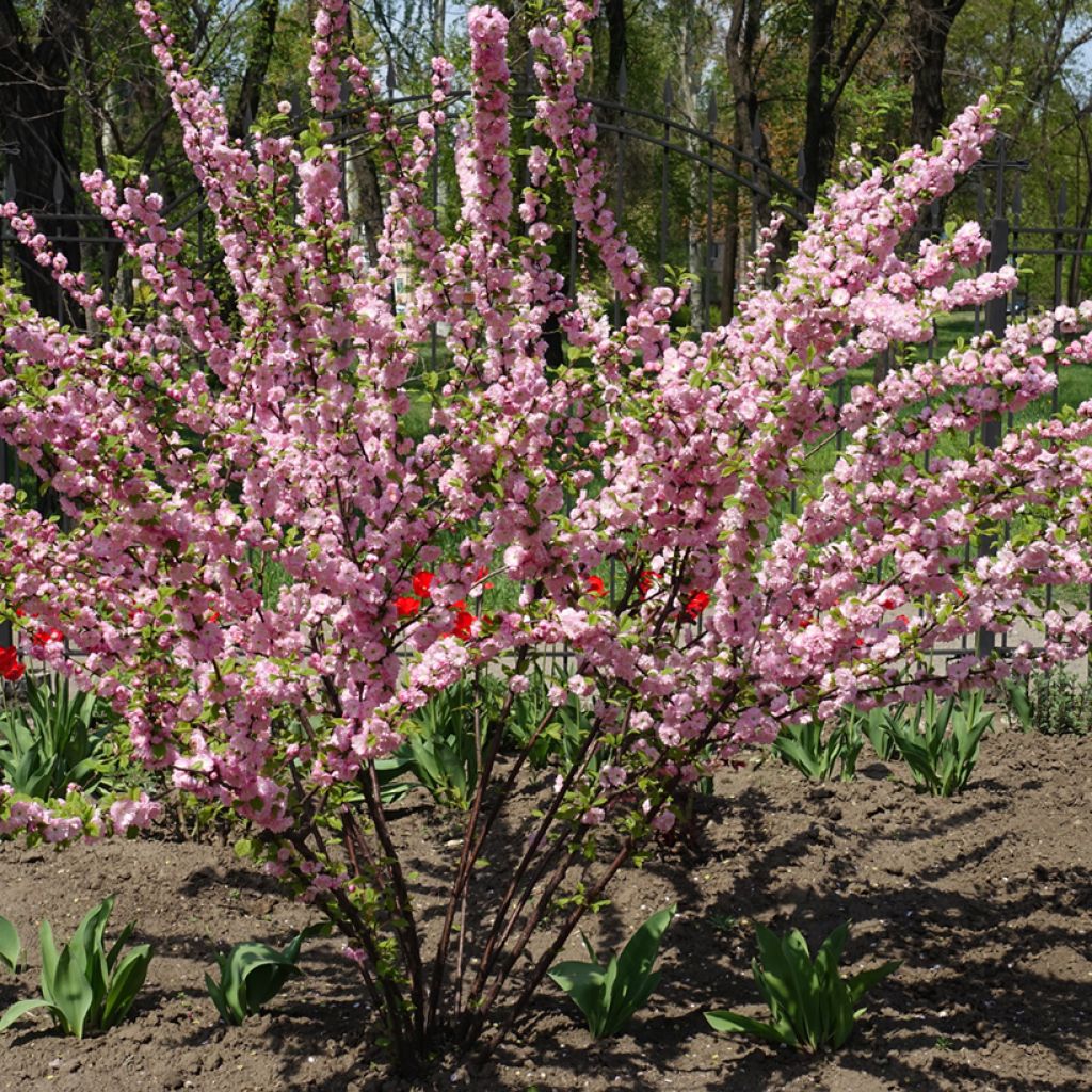 Amandier à fleurs - Prunus triloba Multiplex