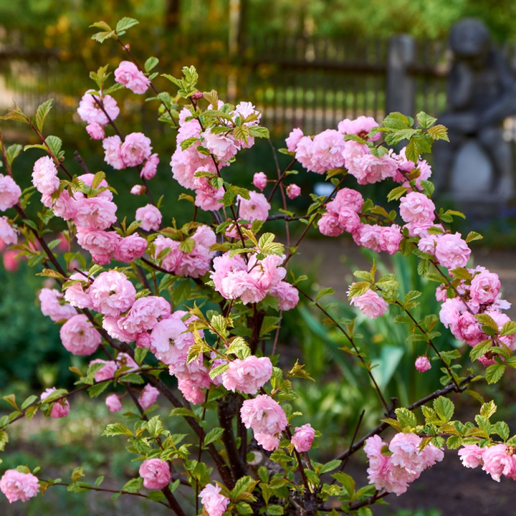 Amandier à fleurs - Prunus triloba 