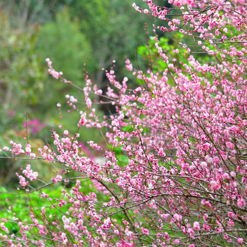 Amandier à fleurs - Prunus triloba 
