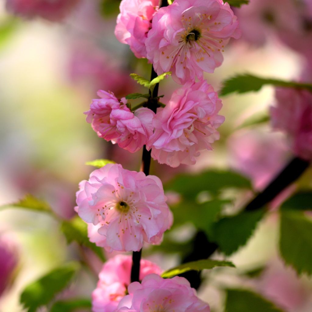 Amandier à fleurs - Prunus triloba 