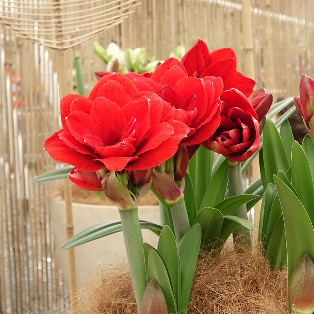 Amaryllis Double Dragon