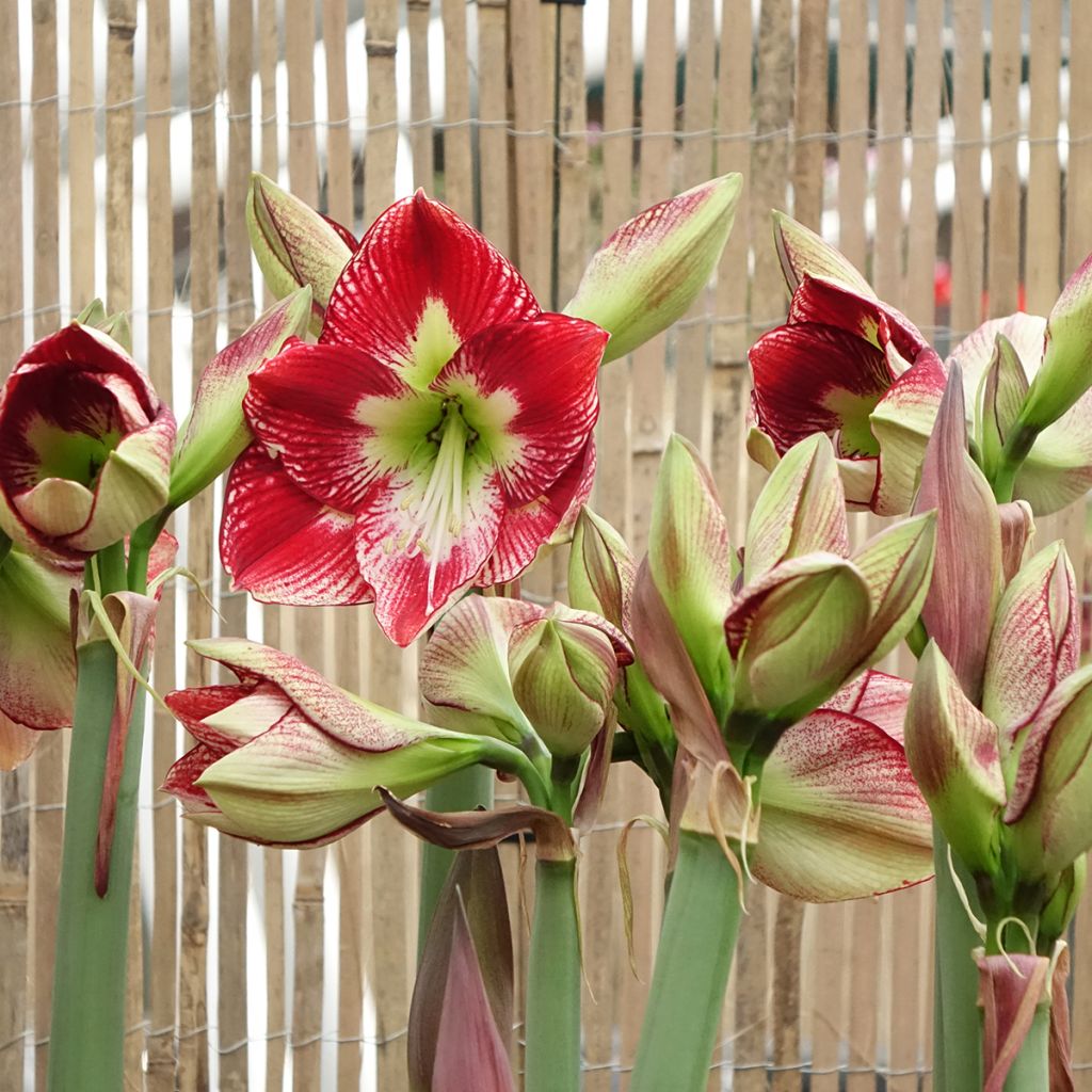 Amaryllis Flamenco Queen