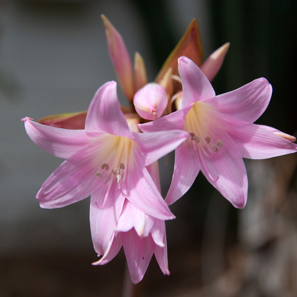 Amaryllis belladonna - Lis belladonne
