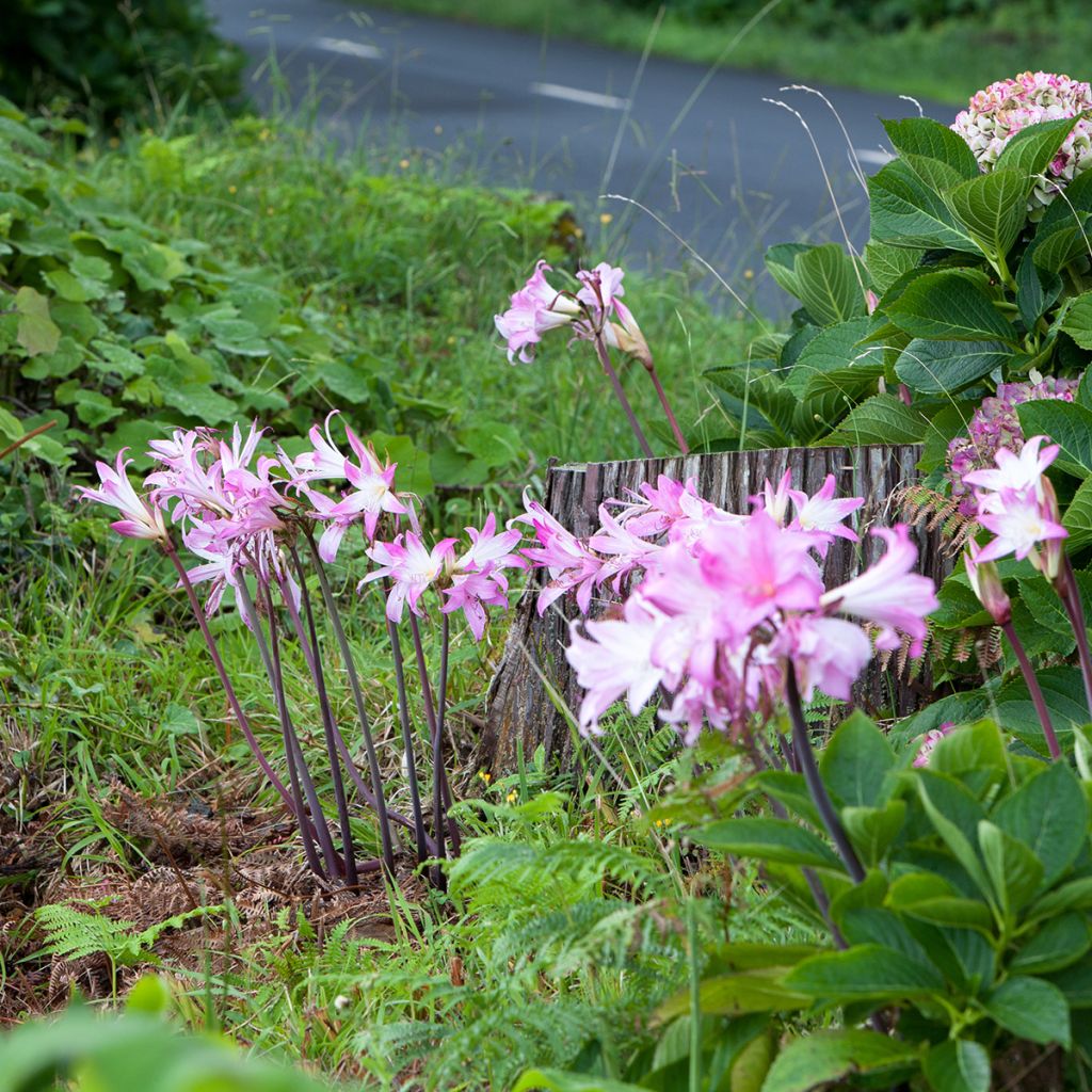 Amaryllis belladonna - Lis belladonne