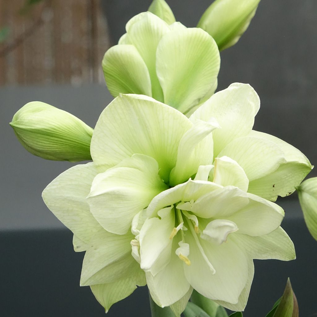 Amaryllis double Marilyn