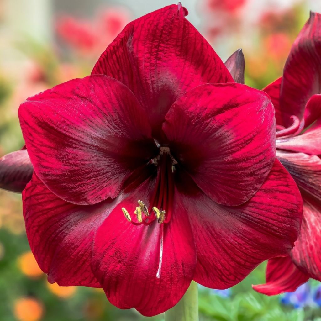 Amaryllis Benfica