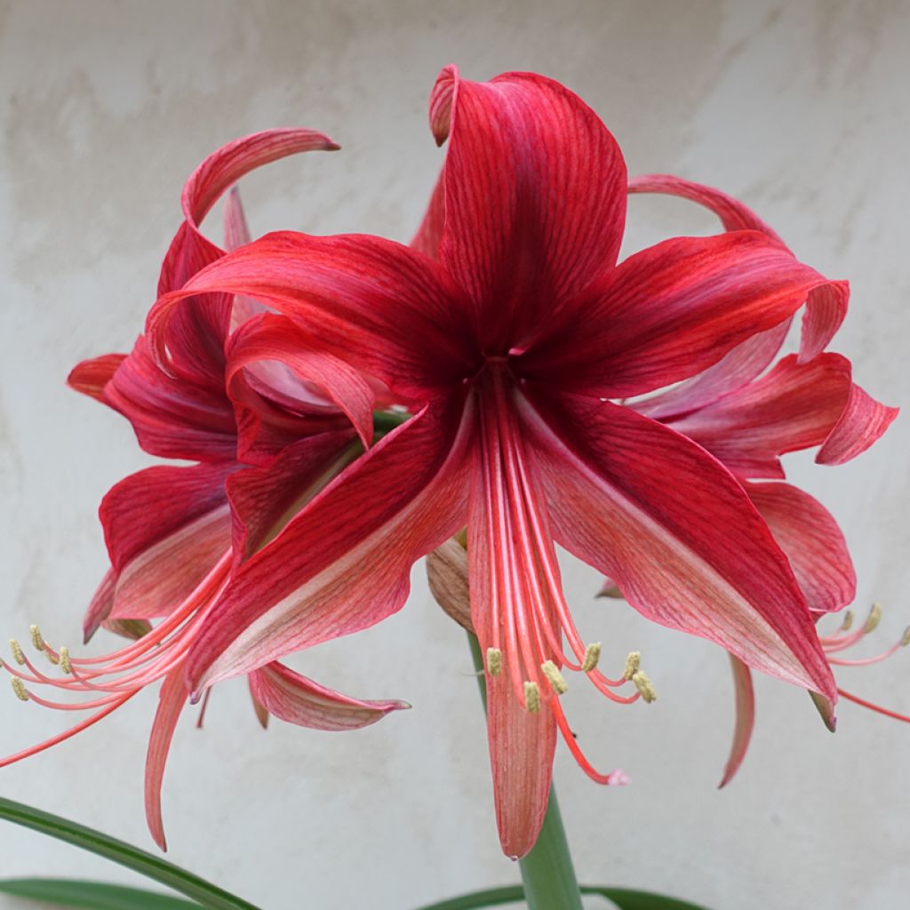 Amaryllis Cybester Bogota 