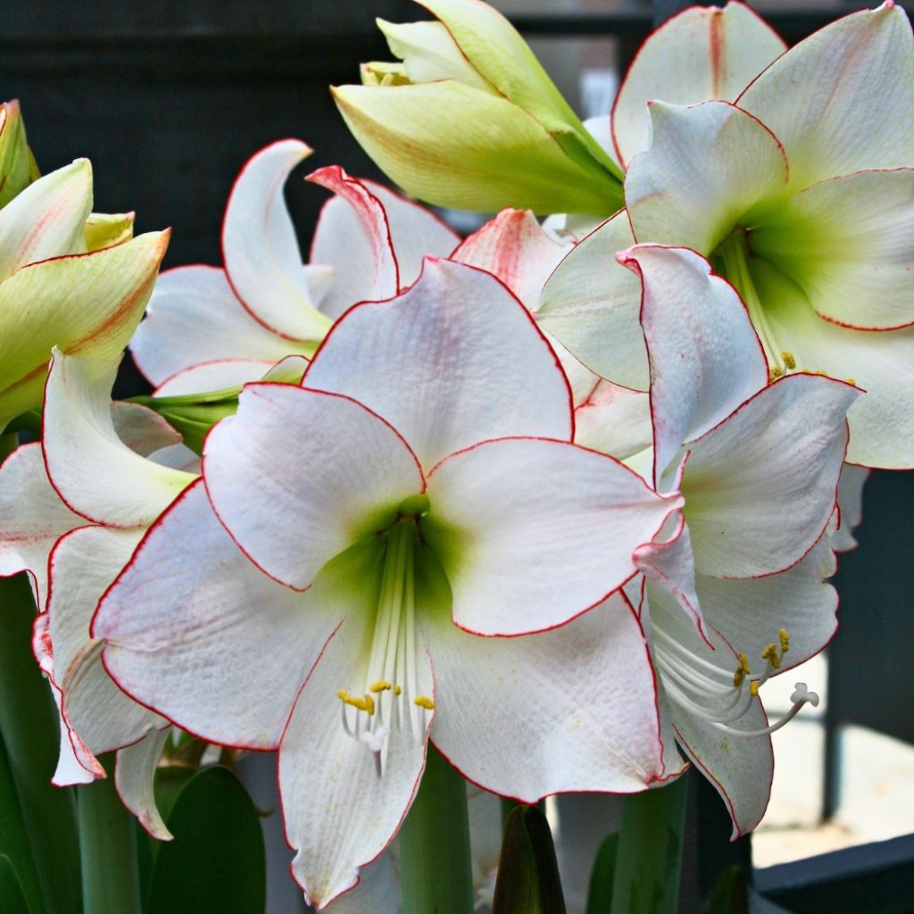 Amaryllis Picotee