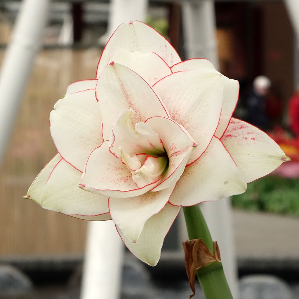 Amaryllis double Elvas