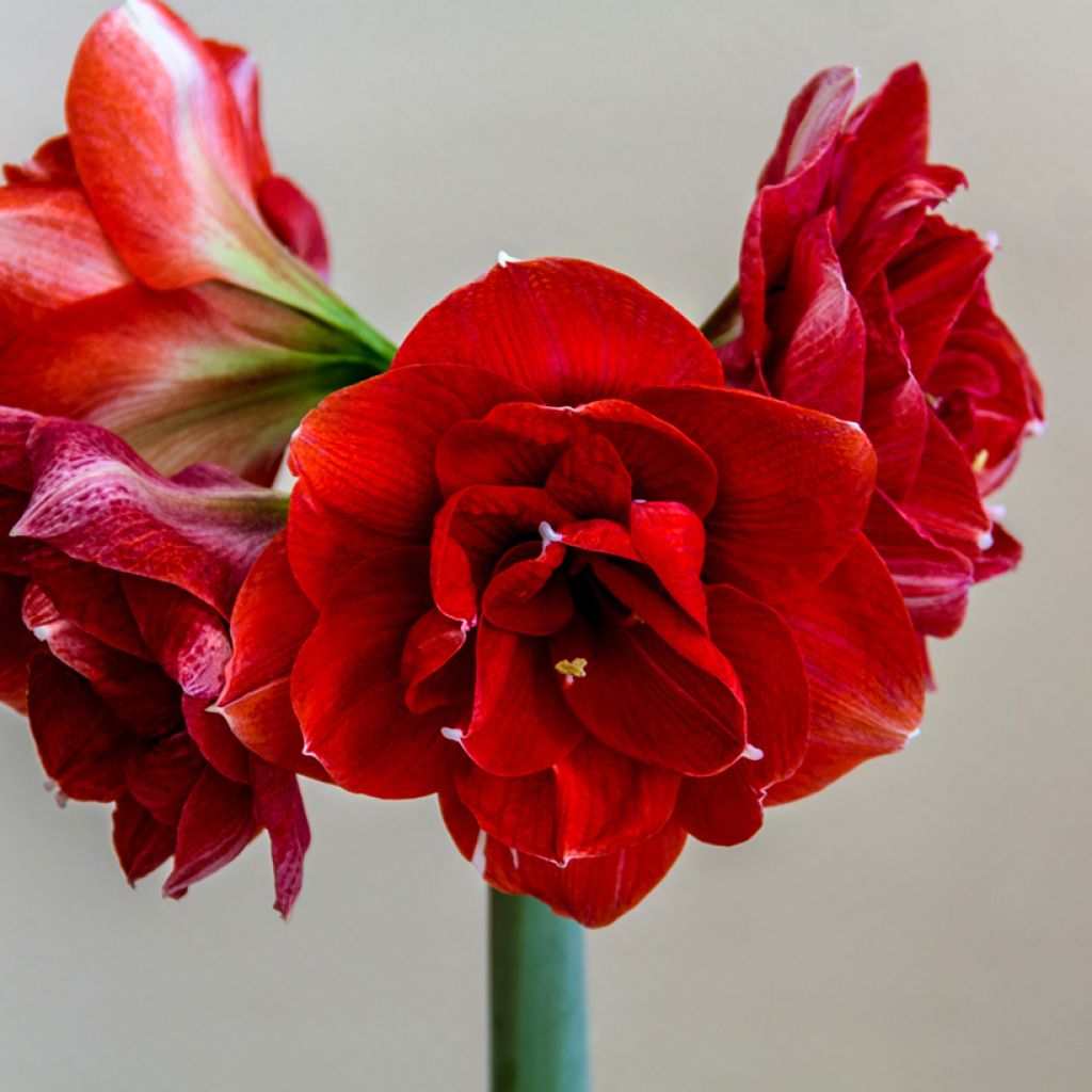 Amaryllis Double Dragon