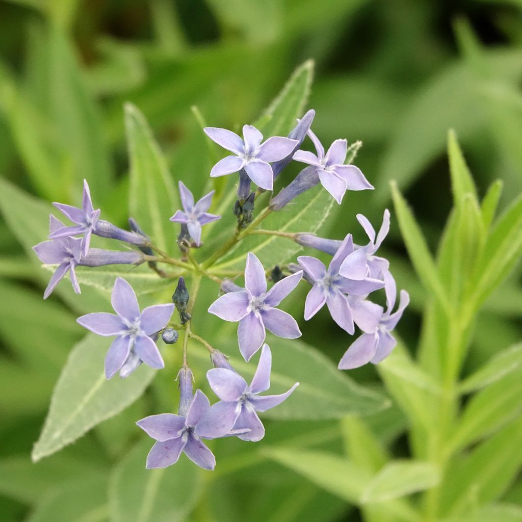 Amsonia tabernaemontana var. salicifolia