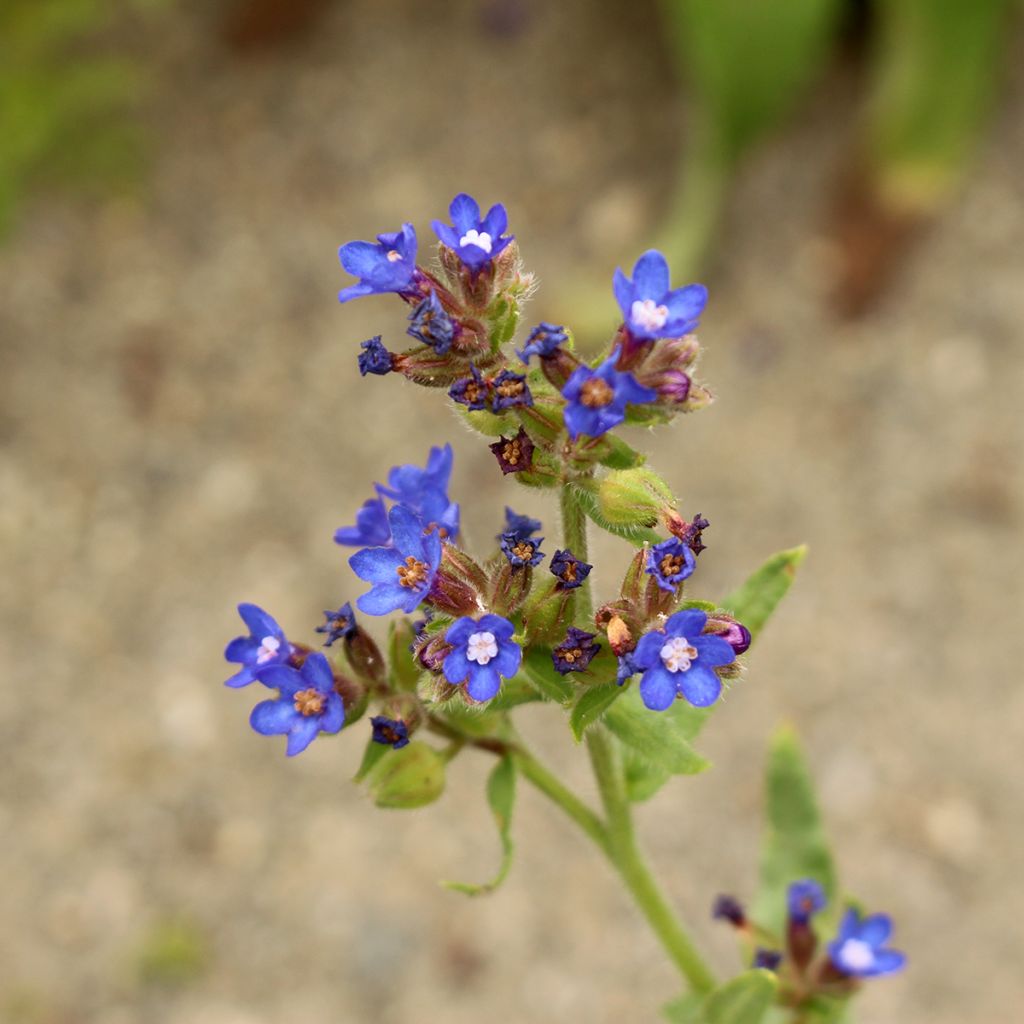 Anchusa azurea Loddon Royalist - Buglosse d'Italie