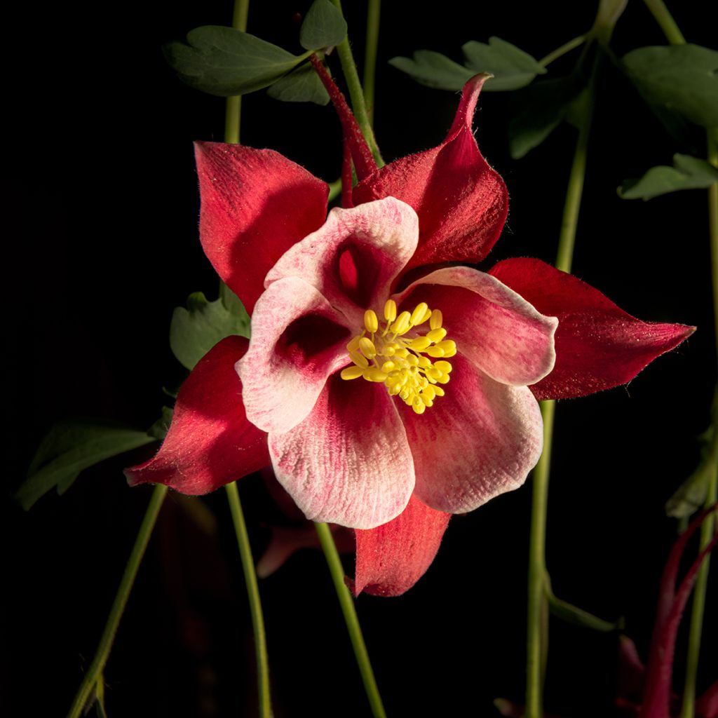 Ancolie, Aquilegia Songbird Series Cardinal