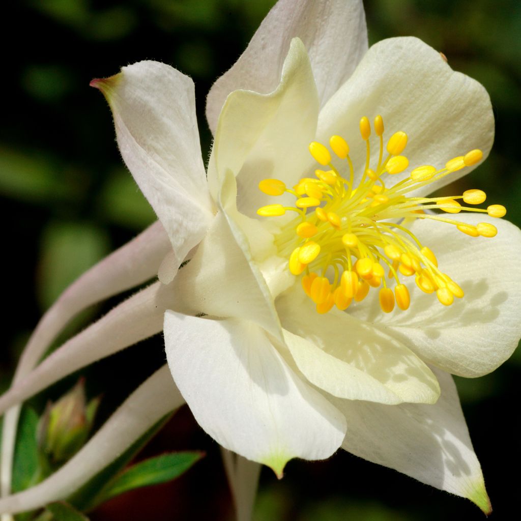 Ancolie Kristall - Aquilegia caerulea
