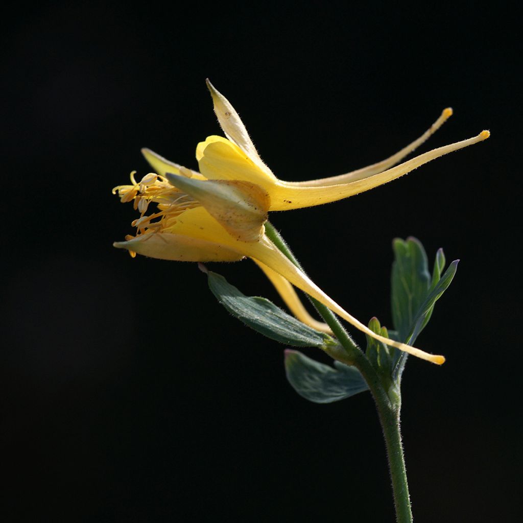 Ancolie, Aquilegia longissima