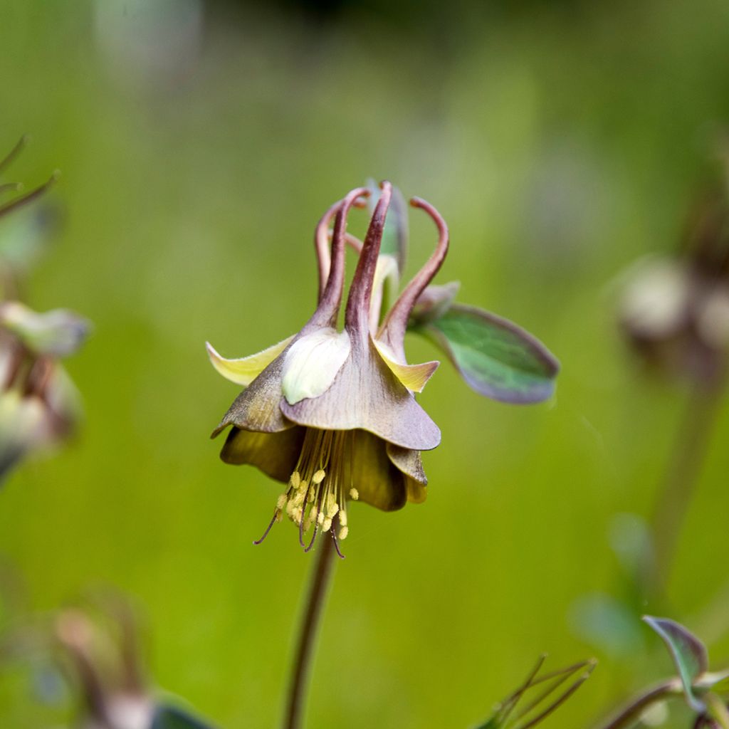 Ancolie chocolat - Aquilegia viridiflora var. atropurpurea