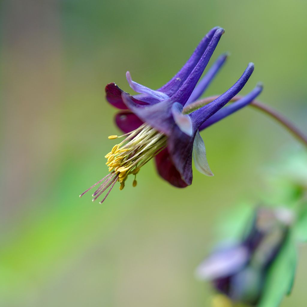 Ancolie chocolat - Aquilegia viridiflora var. atropurpurea