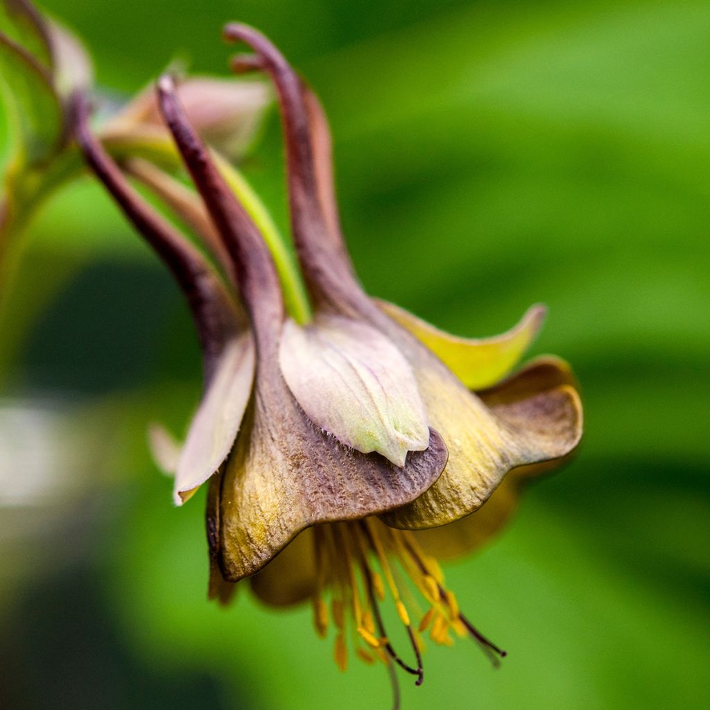 Ancolie chocolat - Aquilegia viridiflora var. atropurpurea