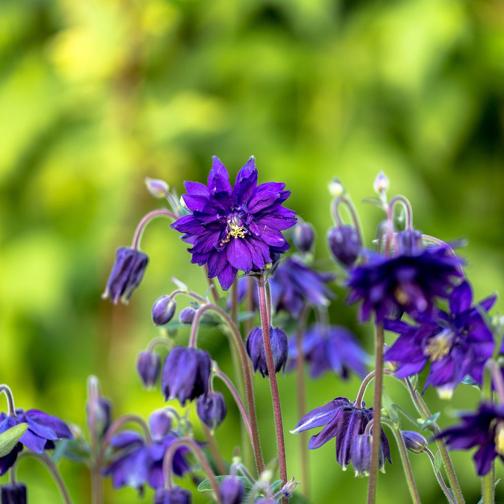 Ancolie Blue Barlow - Aquilegia vulgaris