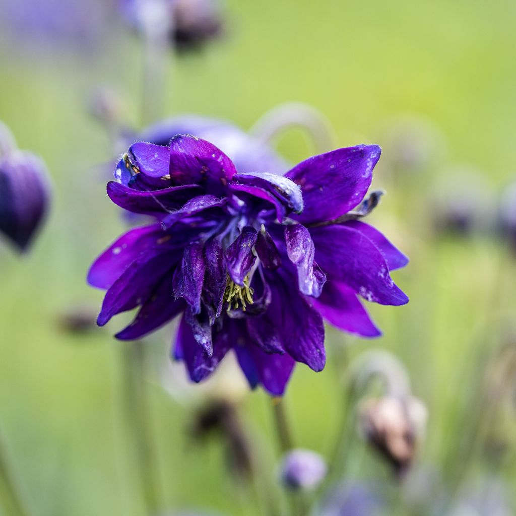 Ancolie Blue Barlow - Aquilegia vulgaris