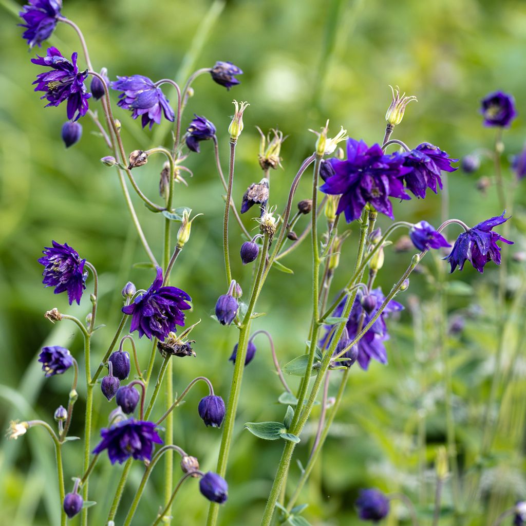 Ancolie Blue Barlow - Aquilegia vulgaris