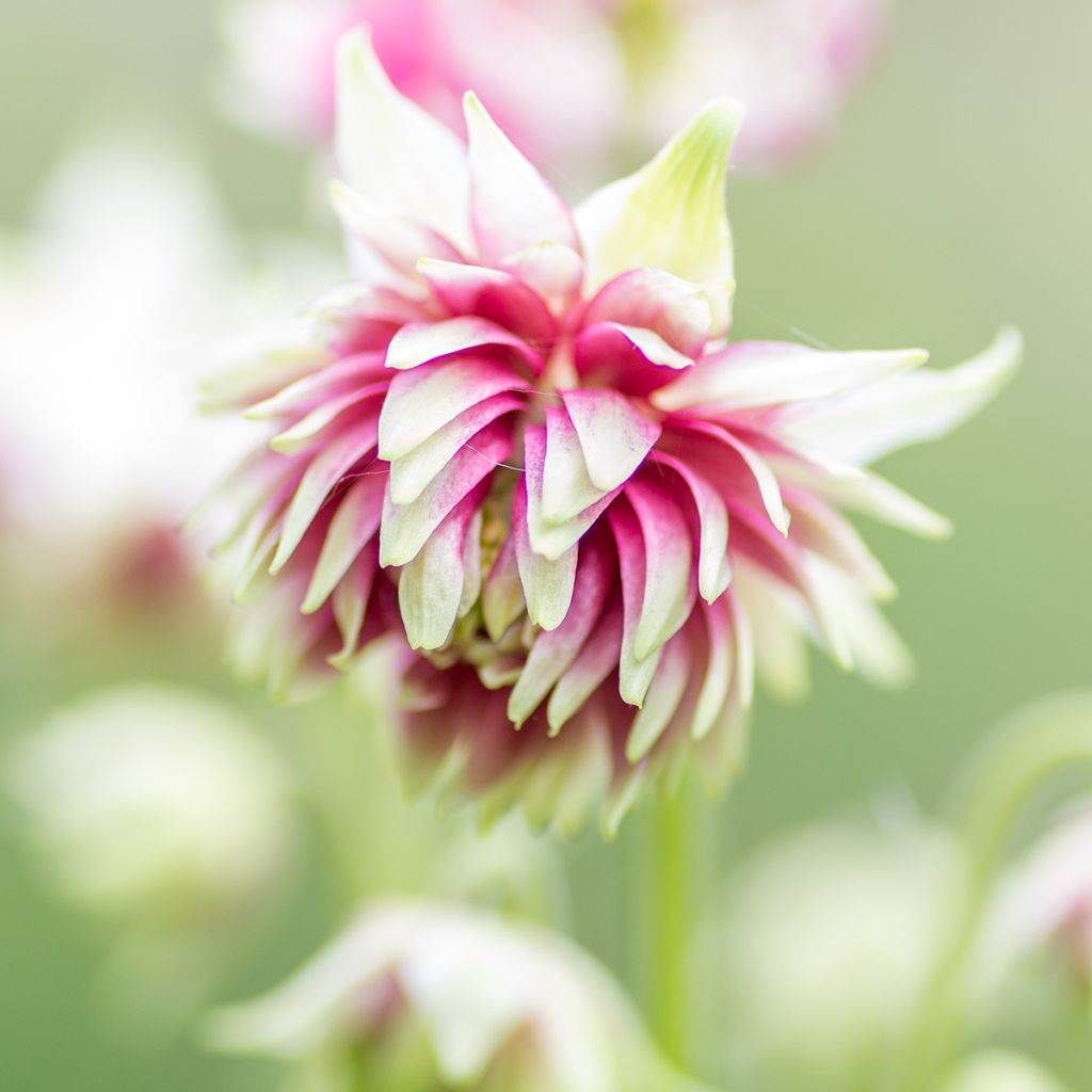 Ancolie Nora Barlow - Aquilegia vulgaris