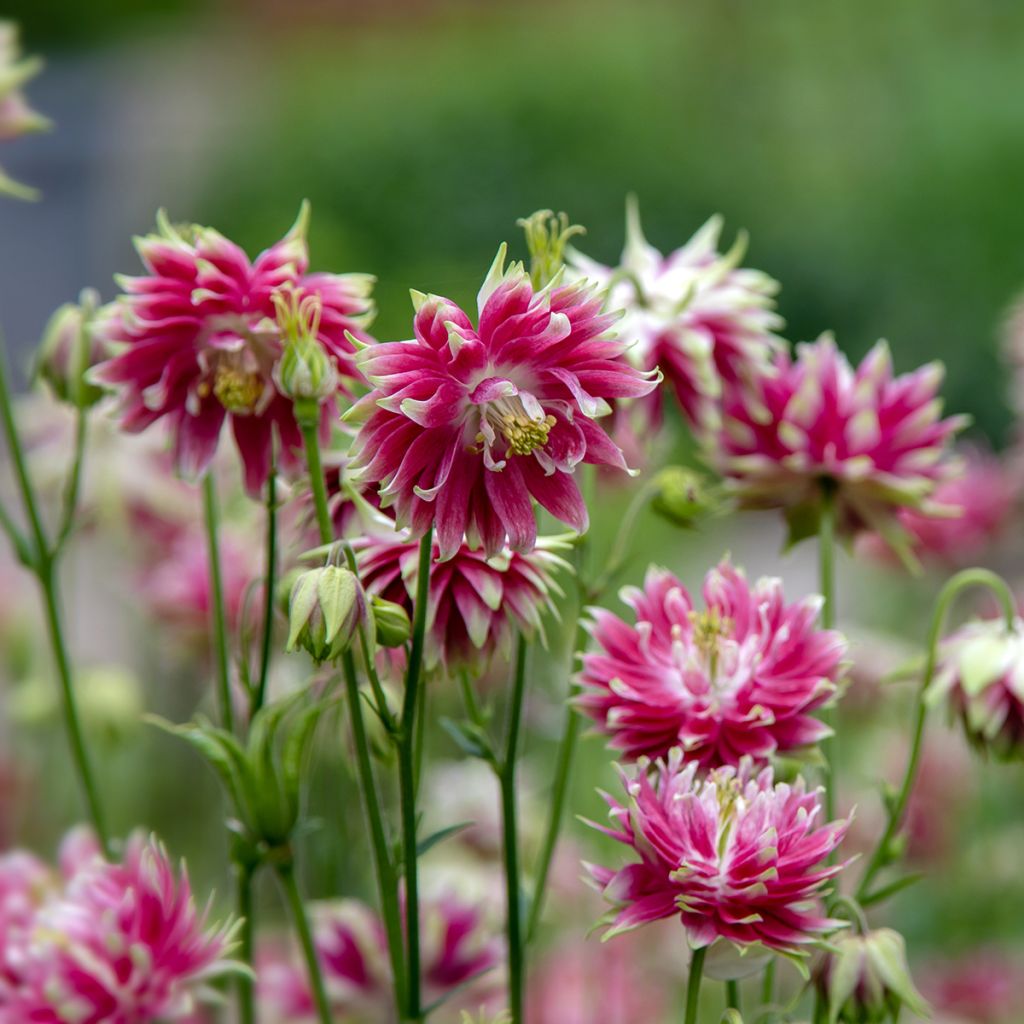 Ancolie Nora Barlow - Aquilegia vulgaris