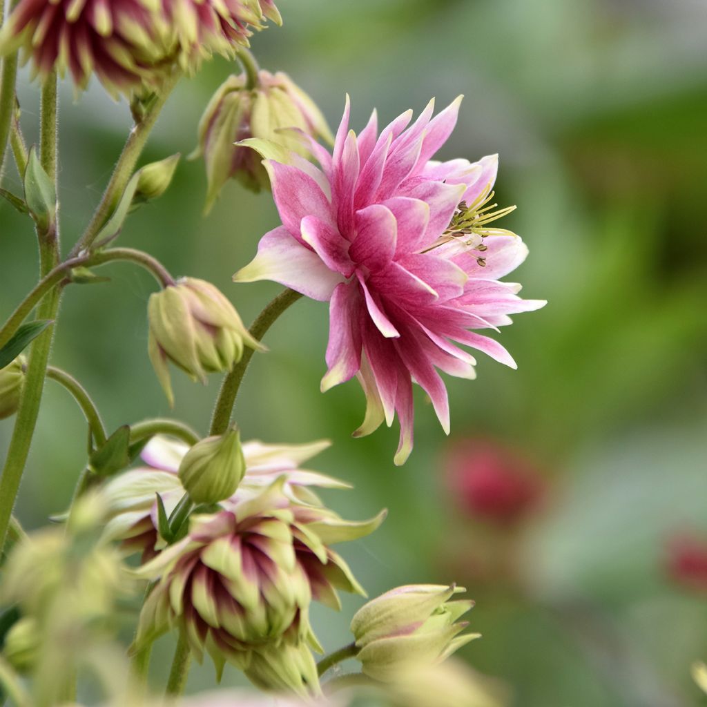 Ancolie Nora Barlow - Aquilegia vulgaris