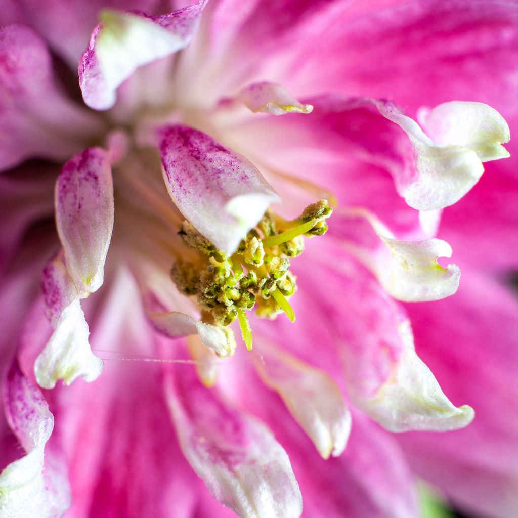 Ancolie Nora Barlow - Aquilegia vulgaris