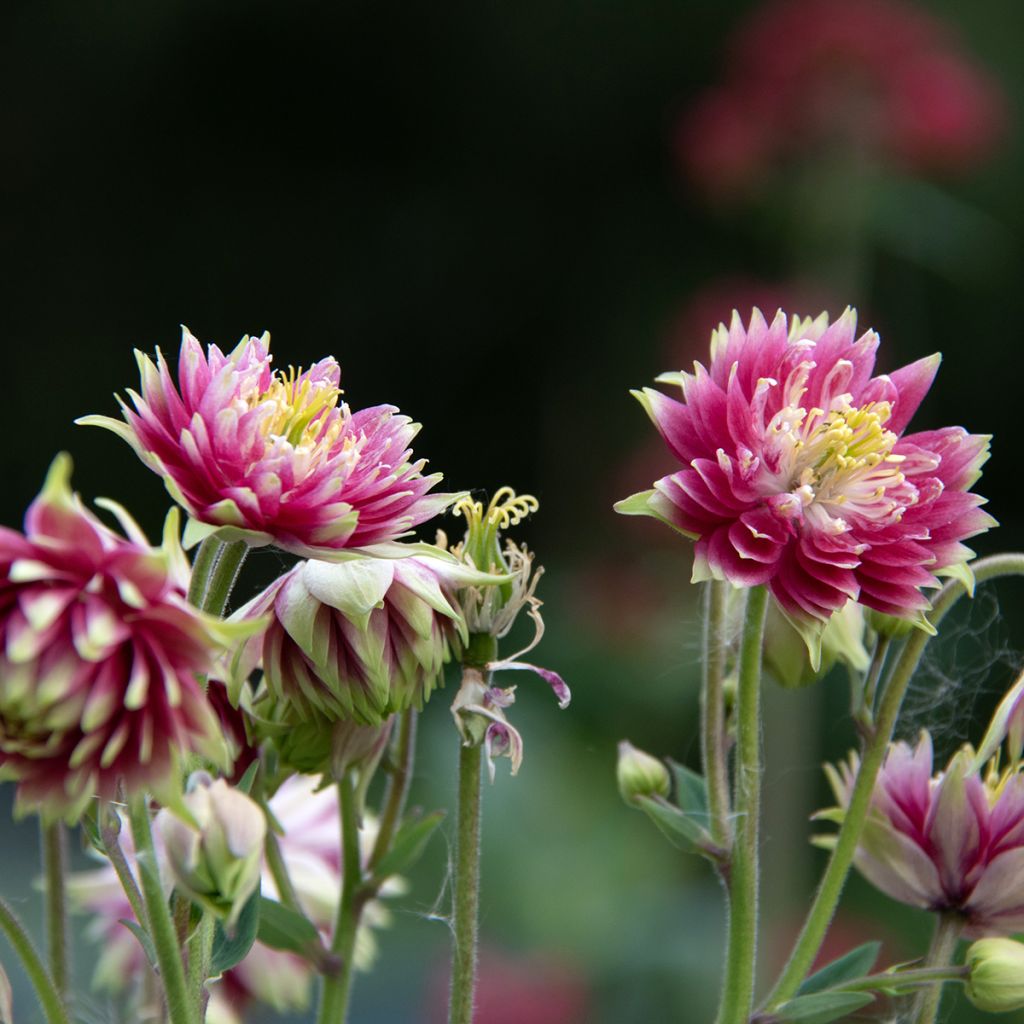 Ancolie Nora Barlow - Aquilegia vulgaris