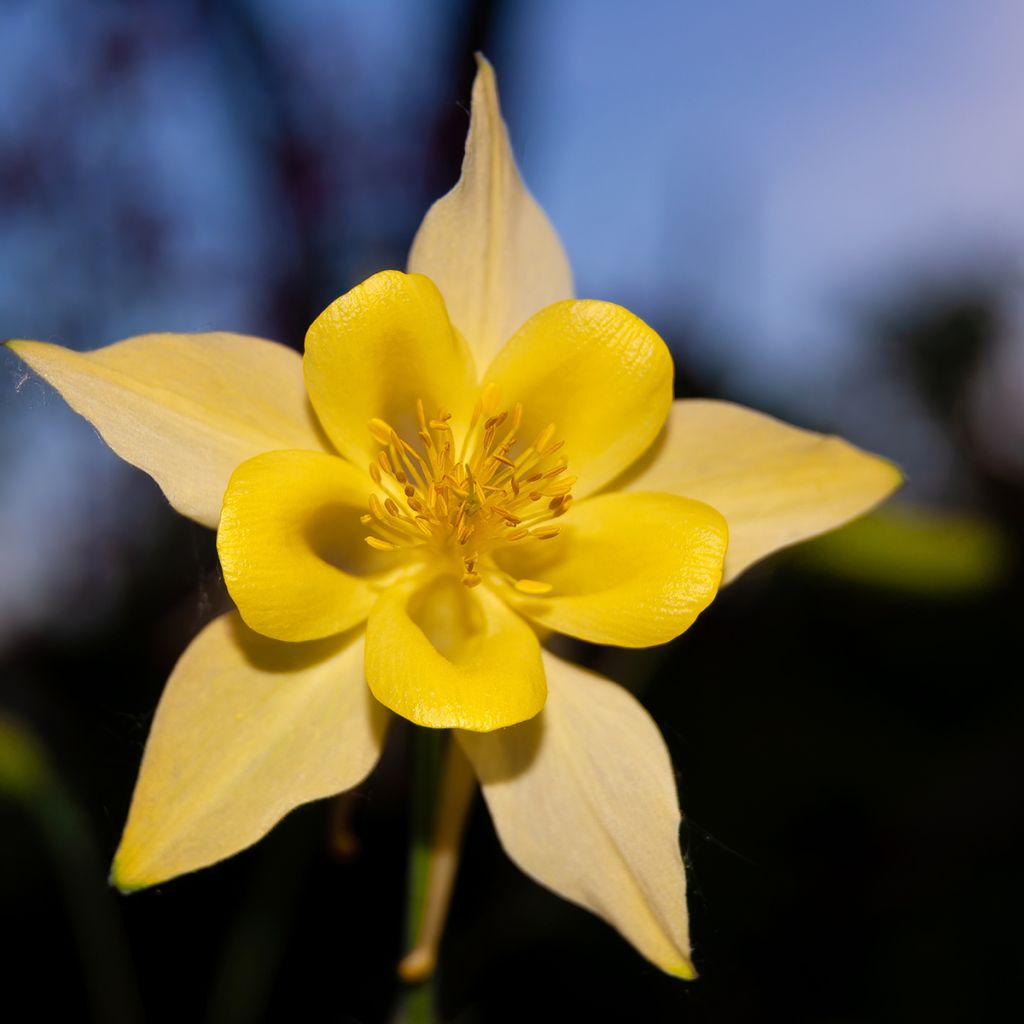 Ancolie Yellow Queen - Aquilegia chrysantha 