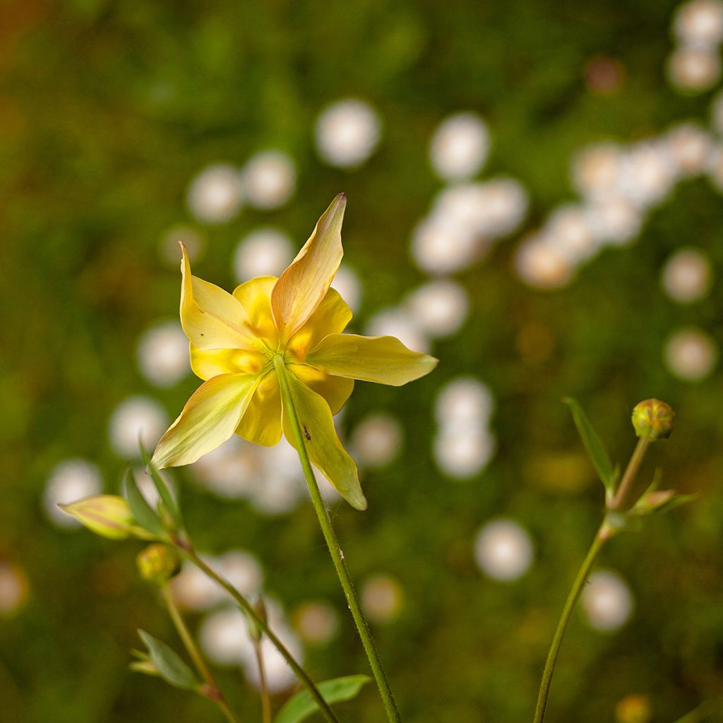 Ancolie Yellow Queen - Aquilegia chrysantha 