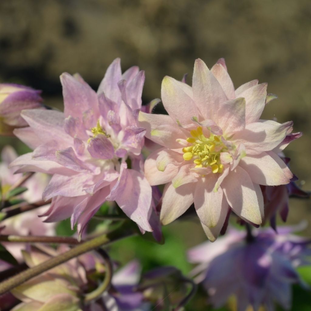 Ancolie hybride Rose Barlow - Aquilegia