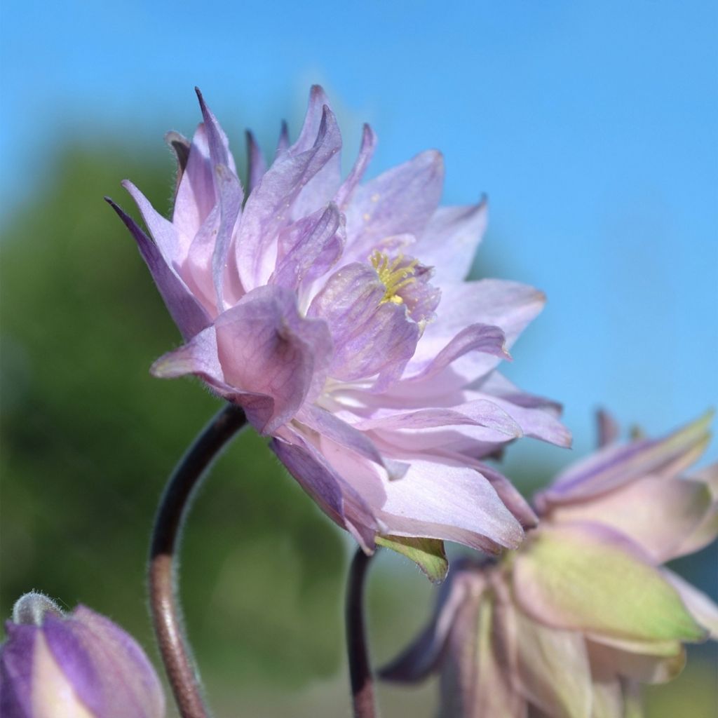 Ancolie hybride Rose Barlow - Aquilegia