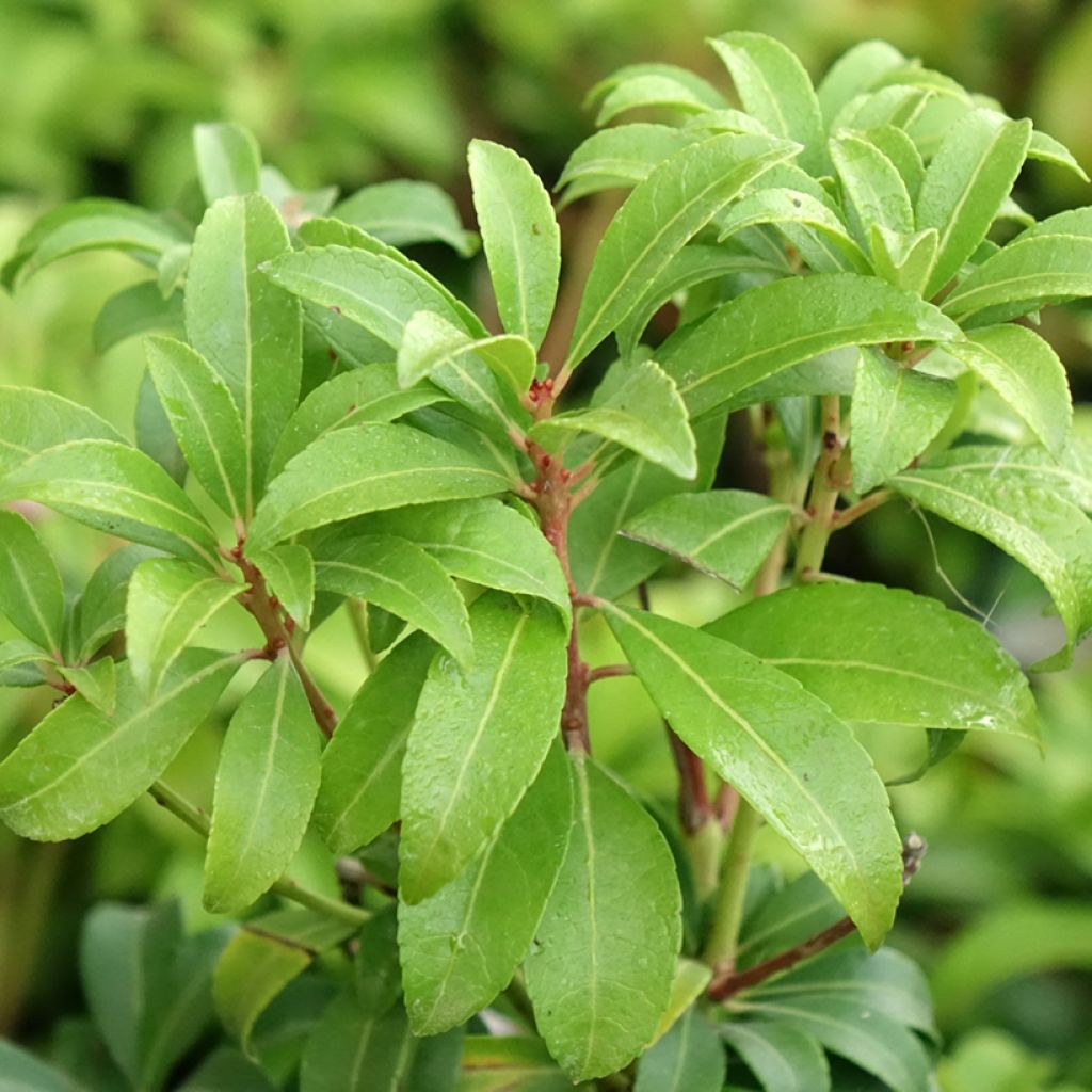 Andromède du Japon - Pieris Bonfire