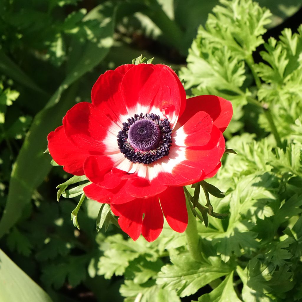 Anemone coronaria Hollandia - Anémone de Caen