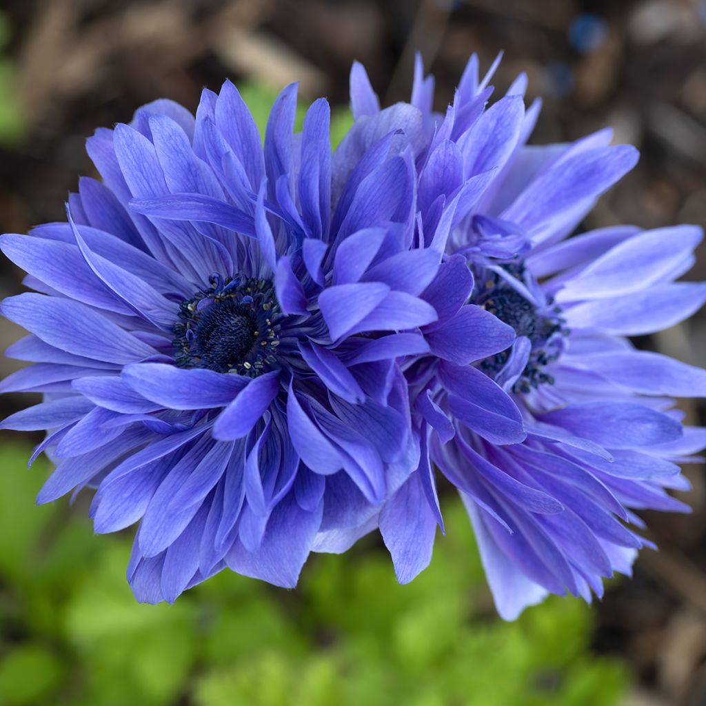 Anemone coronaria Lord Lieutenant - Anémone de Caen
