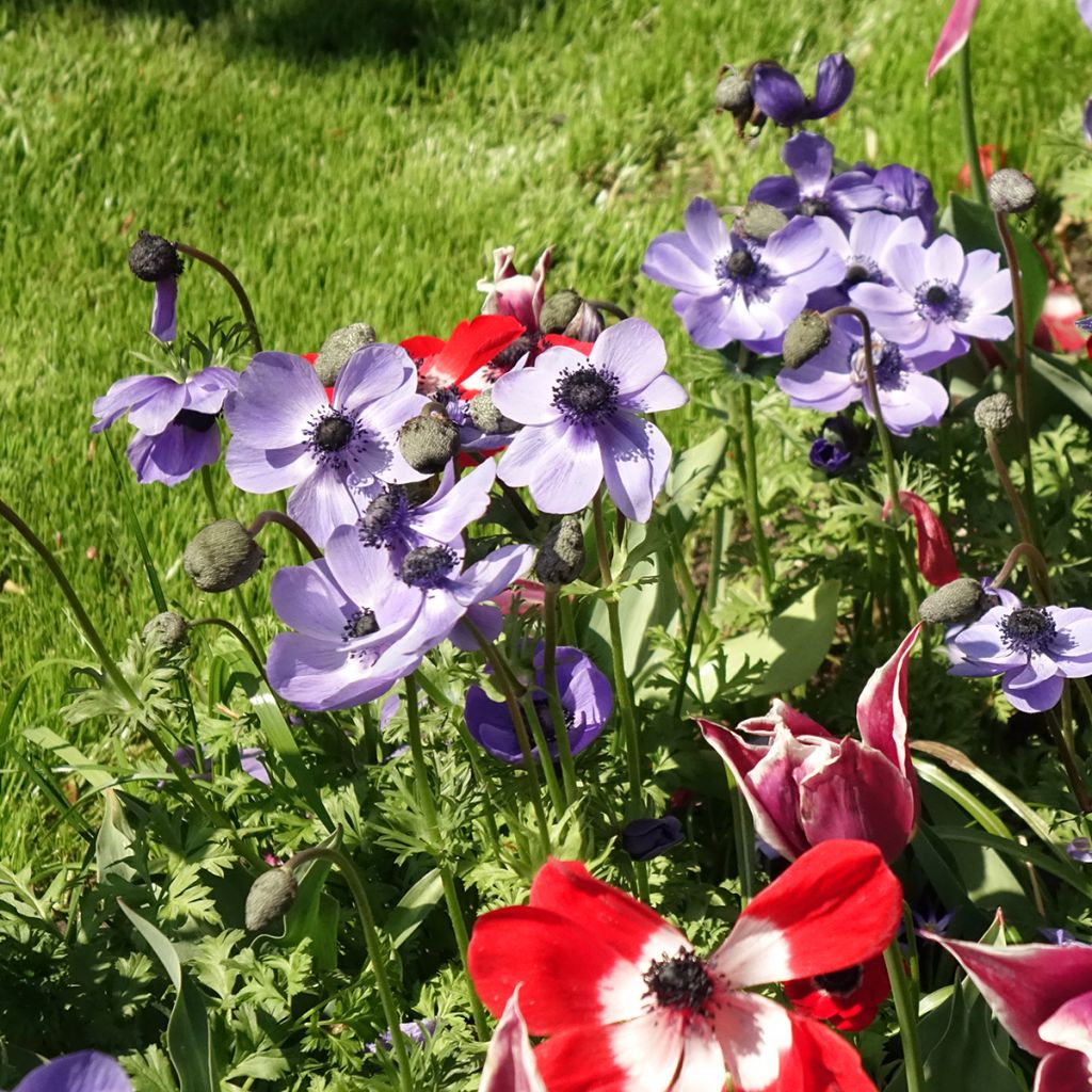 Anemone coronaria Mr Fokker - Anémone de Caen