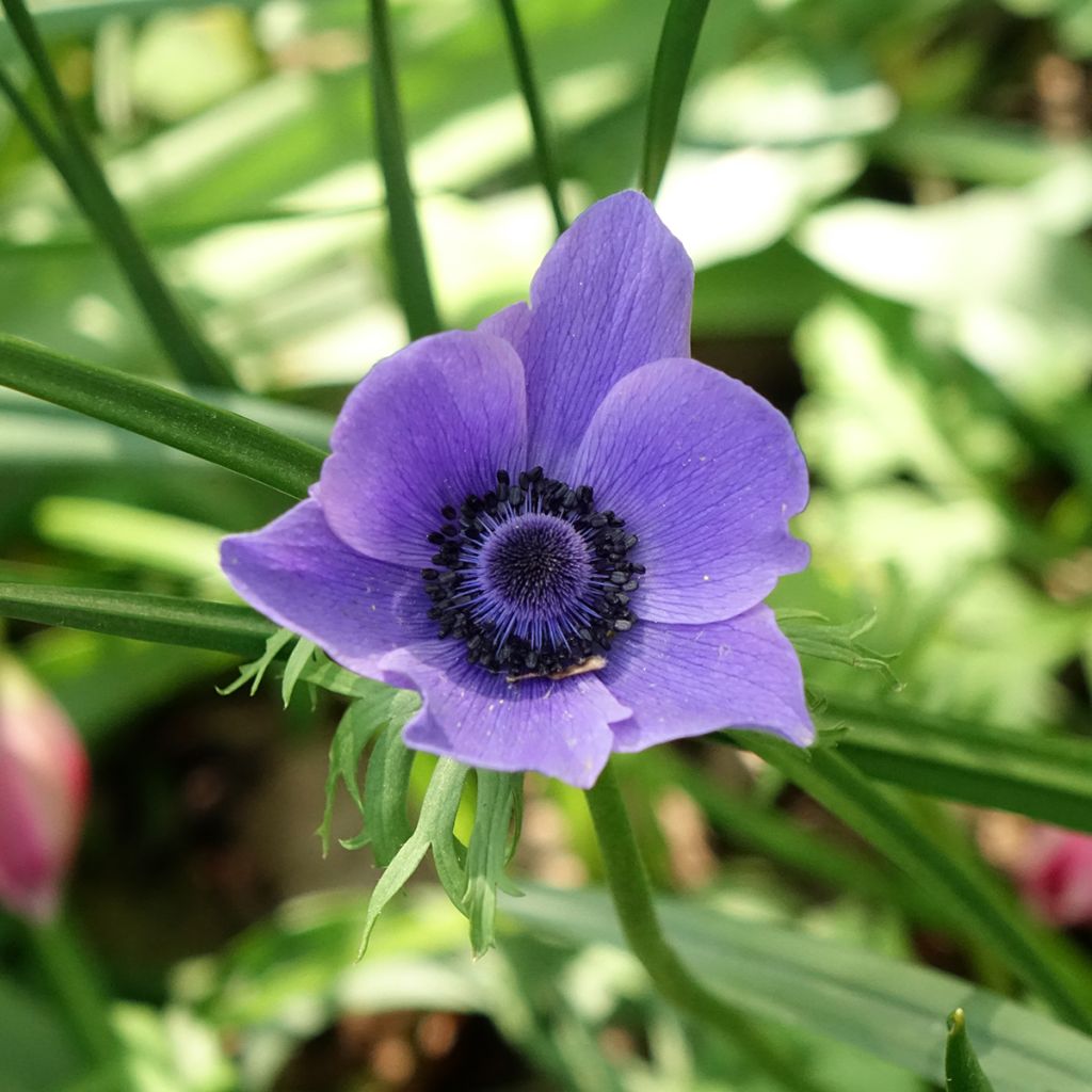 Anemone coronaria Mr Fokker - Anémone de Caen