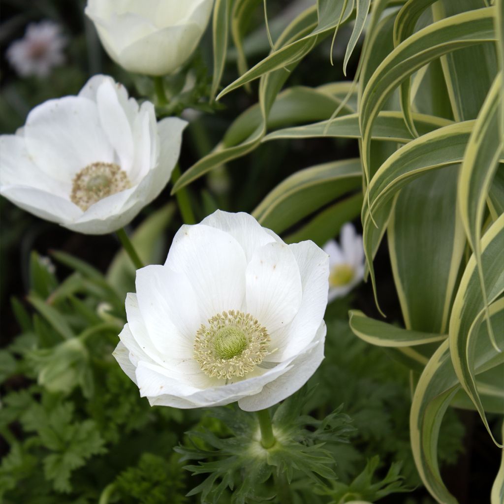 Anemone coronaria The Bride - Anémone de Caen