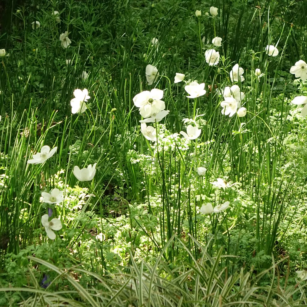 Anemone coronaria The Bride - Anémone de Caen