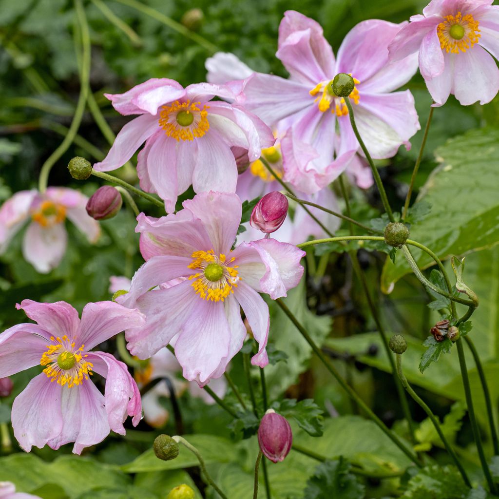Anémone du Japon Crispa - Anemone hupehensis Lady Gilmour