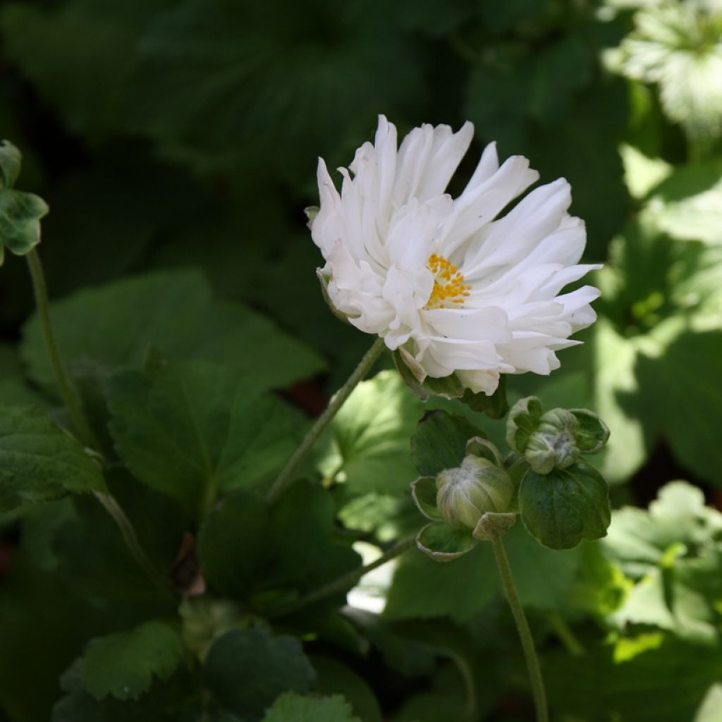 Anemone hybride Tiki Sensation
