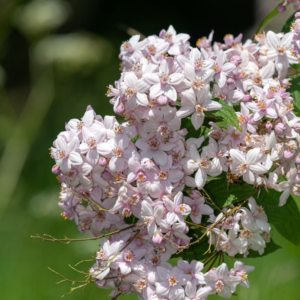 Deutzia hybride Mont Rose - Deutzie