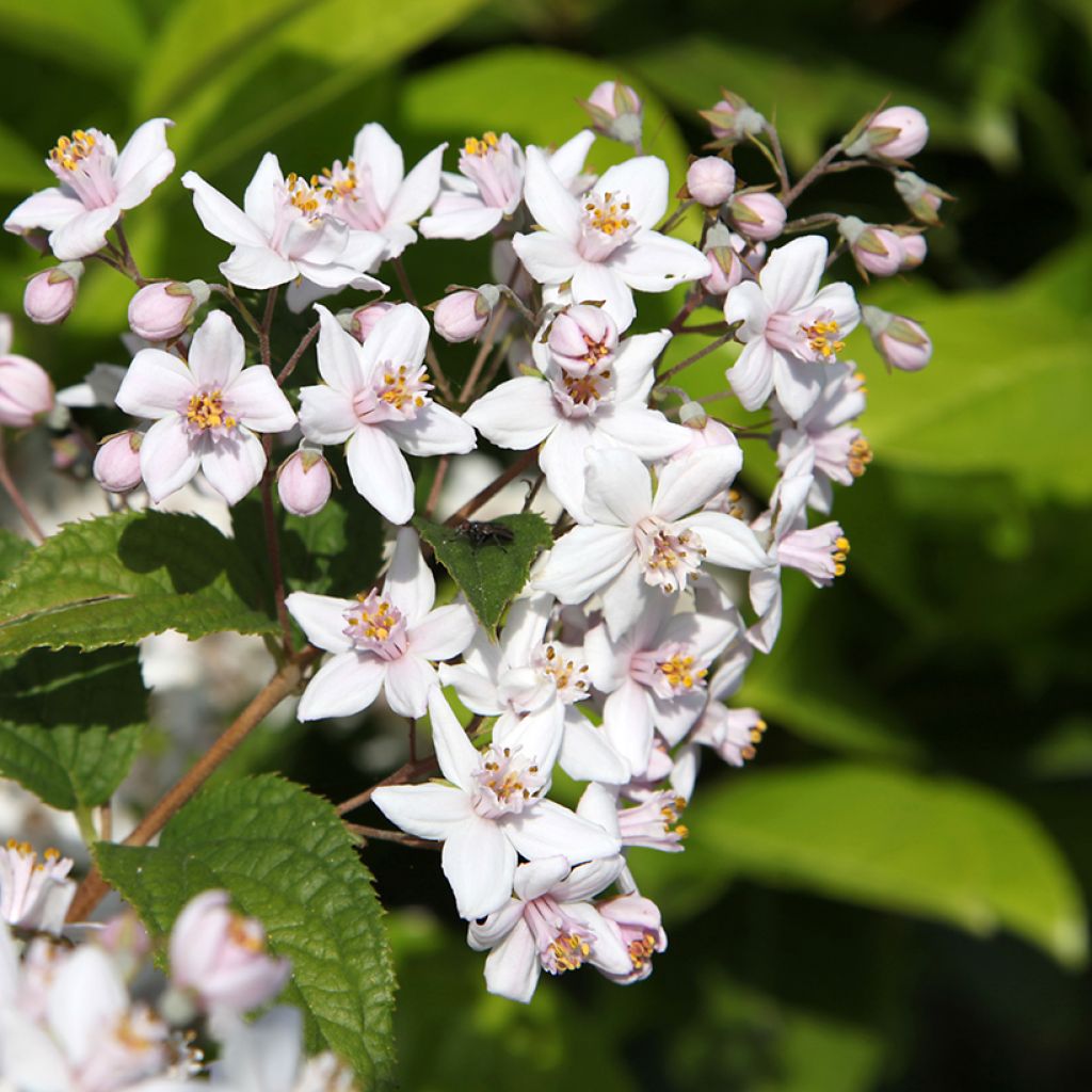 Deutzia hybride Mont Rose - Deutzie