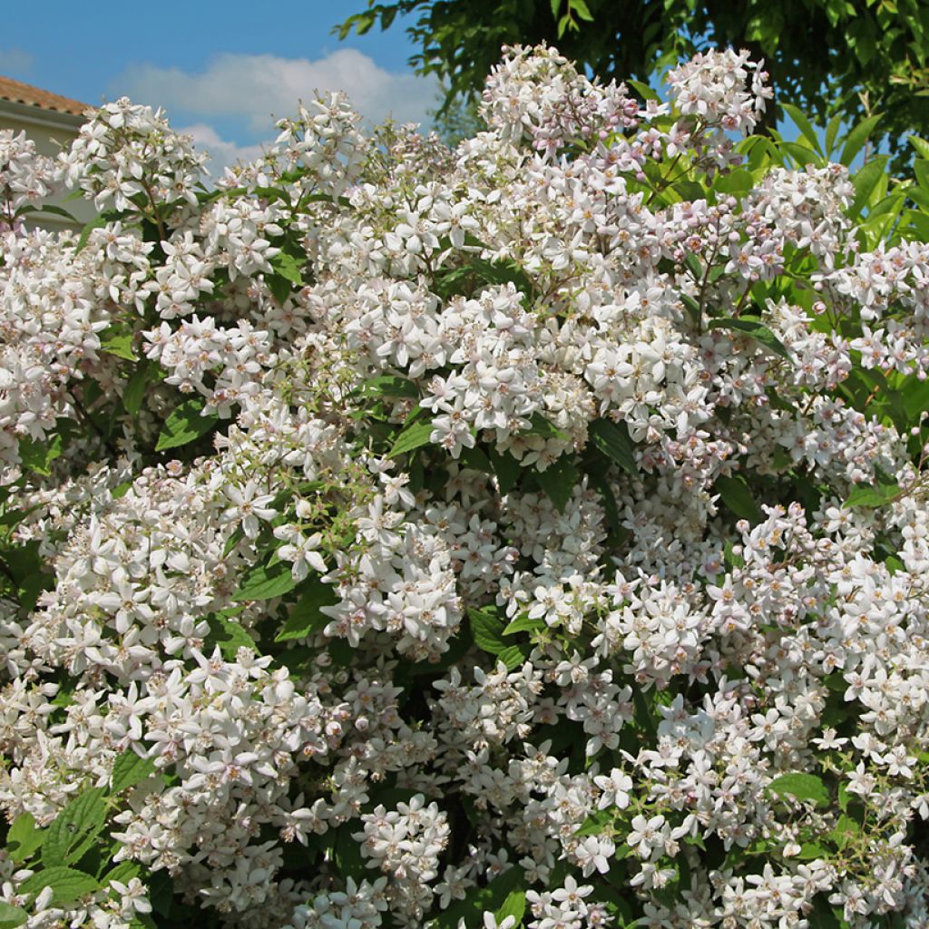 Deutzia hybride Mont Rose - Deutzie