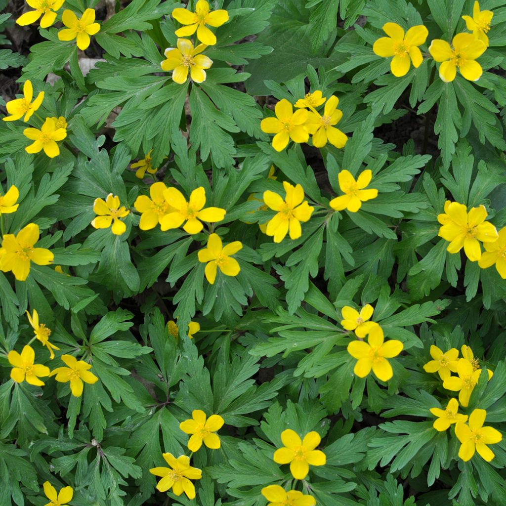 Anemone ranunculoides - Anémone fausse renoncule