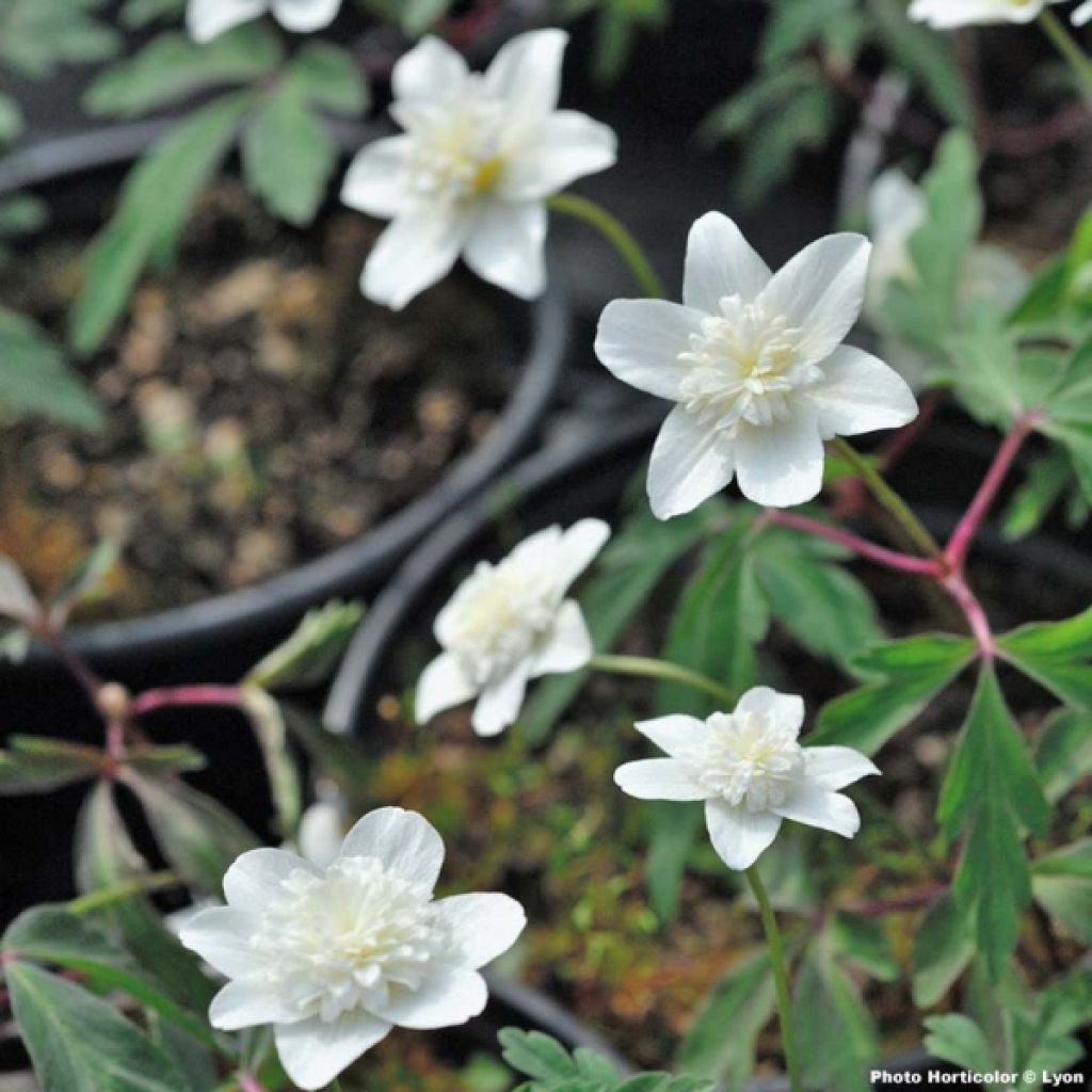 Anémone nemorosa Vestal